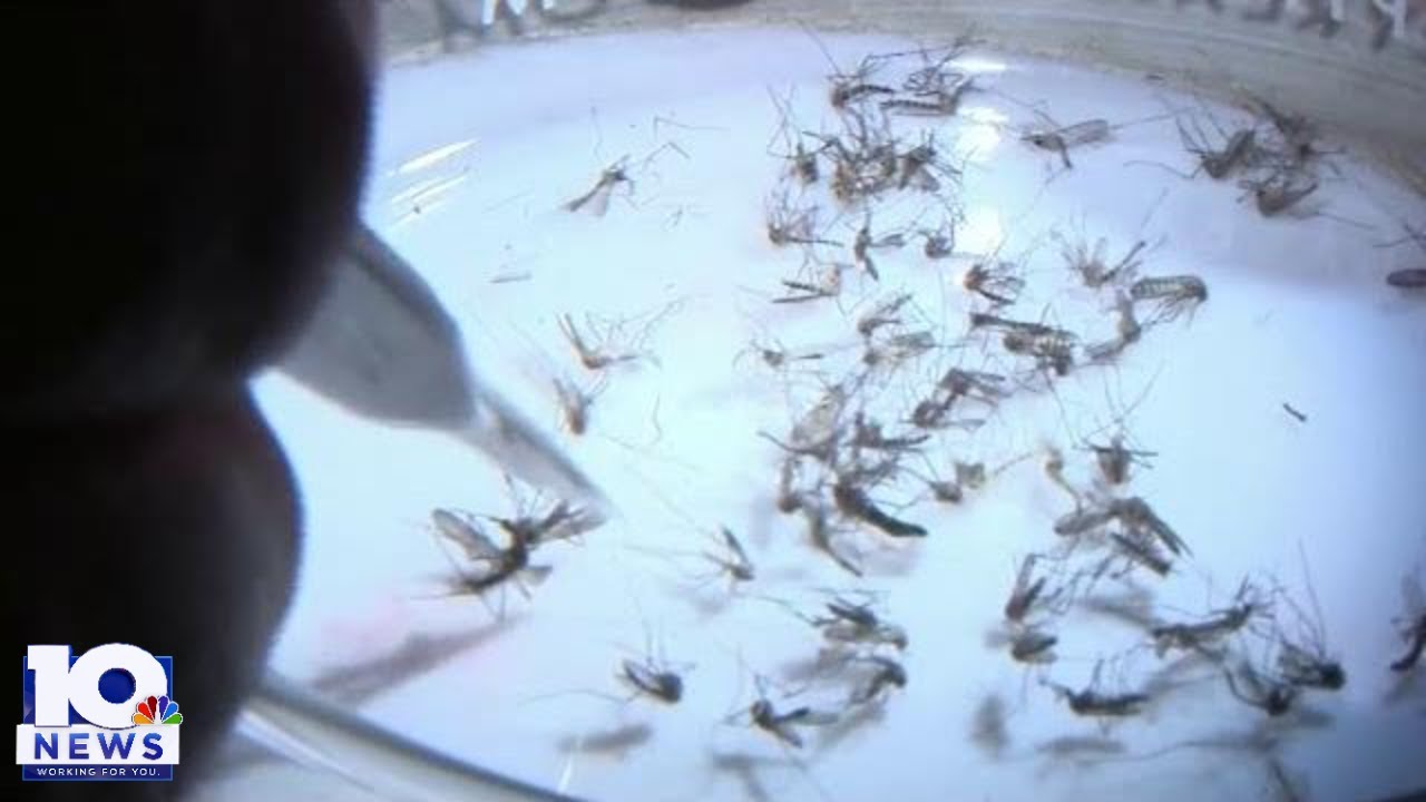 Health alert issued over Malaria cases