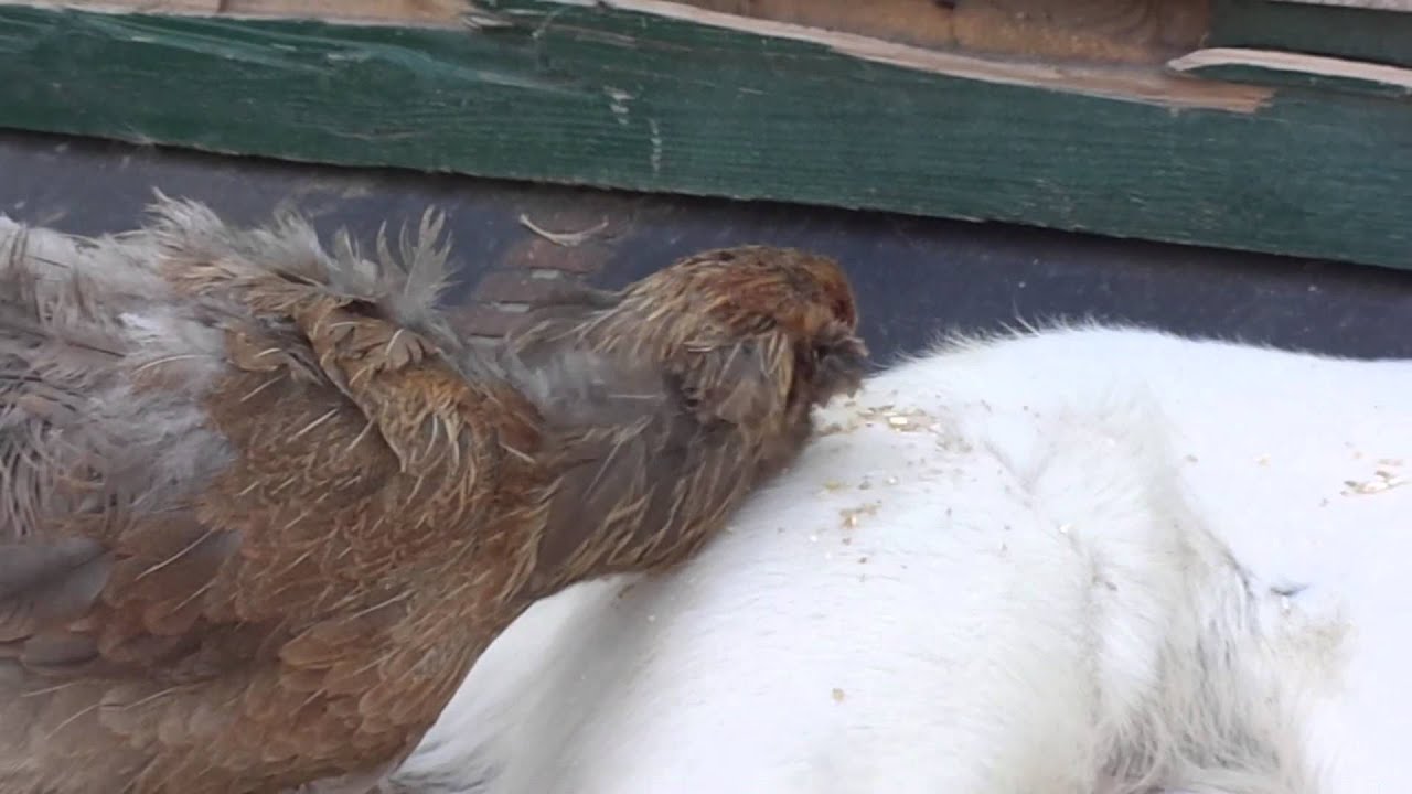 Livestock Guardian Dog feeding chicken YouTube