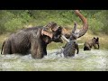 Top 10 Mother Animals Protect Their Baby | Fighting To The Death For Their Child