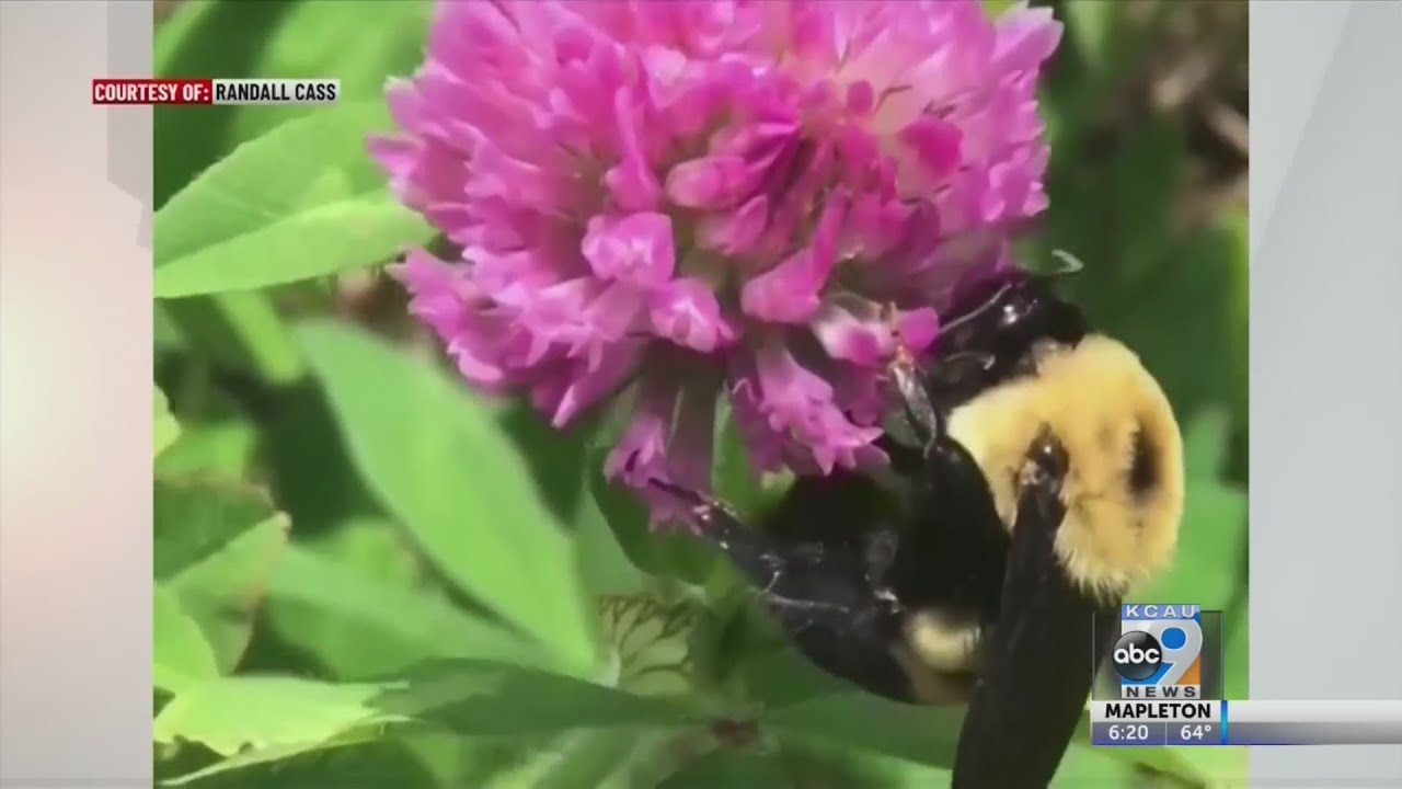 Iowa bee population declining