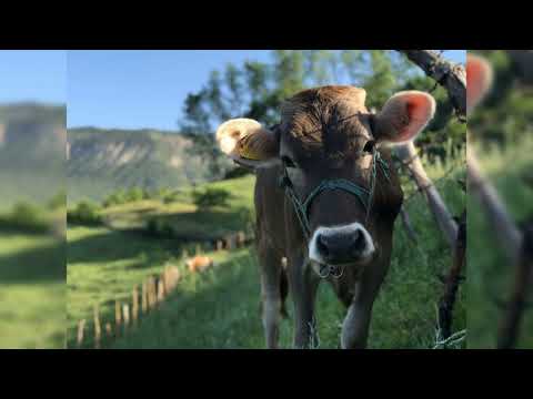 inek videoları köy hayatı yazıcık slayt