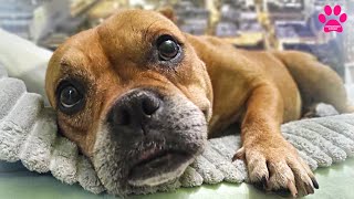 картинка: Кому мы отдали старушку Васю? И почему мы так поступили...