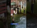 SEA LION JUMPING IN PIER