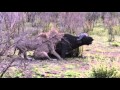 Lions stalk, attack and kill a Cape Buffalo in Kruga National Park SA.