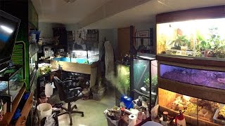 Reptile Room Tour May 2016!! (May Madness: 01)(The first video in may madness :) Let's start off strong with a reptile room tour! Some footage of the jacksons chameleon eating! and some beautiful dart frogs., 2016-05-01T17:30:00.000Z)