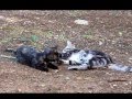 Django & Iris - Training warriors