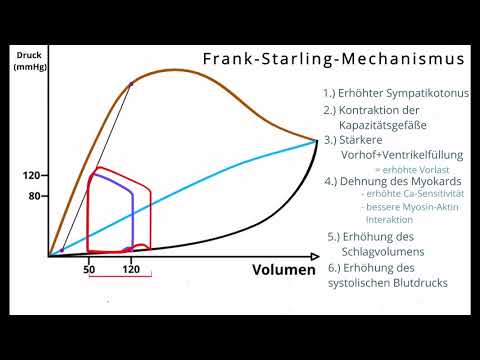 Frank-Starling-Mechanismus in 5 Minuten erklärt!