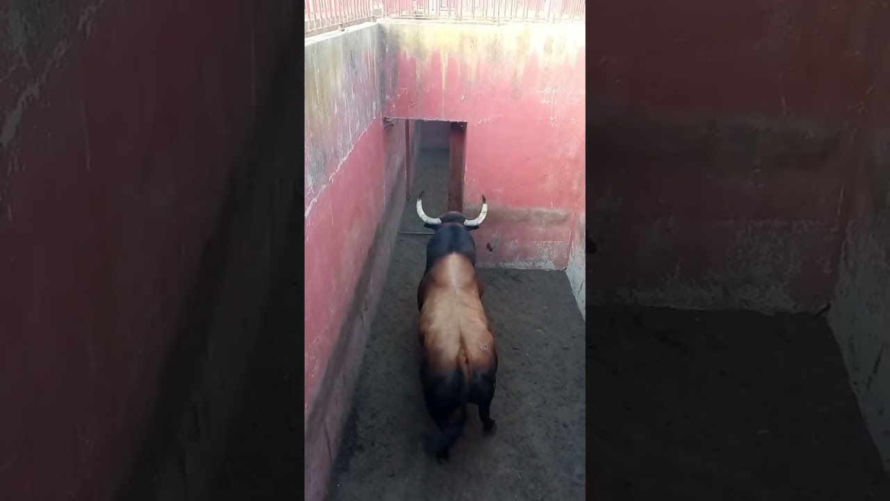 💪🏻 ESPECTACULAR TORO BRAVO 😱spectacular brave bull‼️🇪🇸