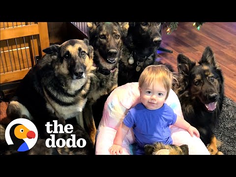 Child Raised By 5 German Shepherds | The Dodo