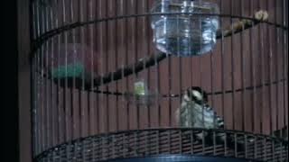 Masteran Pelatuk sampit Gacor | Pelatuk beras nembak panjang kasar ‼ 30 Oktober 2025