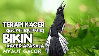 TERAPI PANCINGAN BURUNG KACER NGEPLONG INI DIJAMIN BIKIN BAHAN LANGSUNG NYAUT GACOR