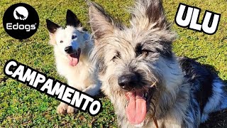 ✅ Parte 3 - Campamento de socialización canina de Ulu 🐾 by Equilibradogs - Psicología Canina 133 views 4 months ago 3 minutes, 17 seconds