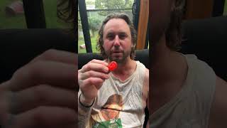 This YUMMY sigma strawberry GUMMY This YUMMY sigma strawberry GUMMY