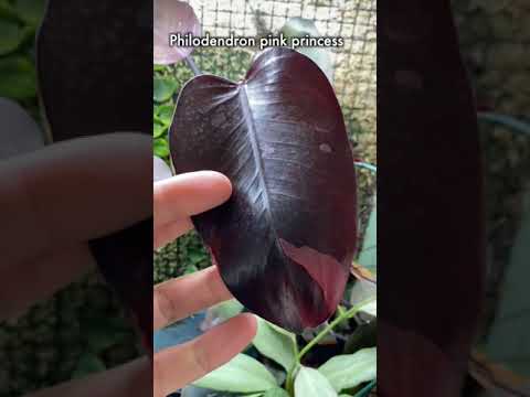 Who Likes Philodendrons? A Collection Tour In One Minute ??❤️ #houseplants #philodendron #plants