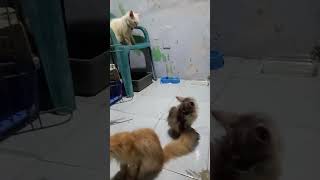 Wong Lawas Official sedang live sekarang!