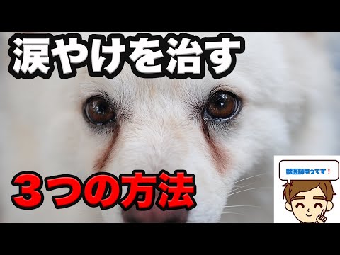 【獣医が教える】犬の涙やけを治す方法３選