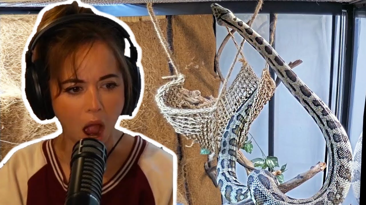 Maya reacts to even MORE Alveus Clips!