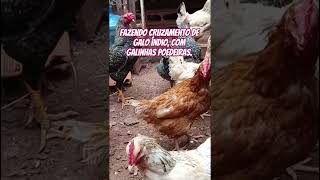 Fazendo Cruzamento De Galos Índio, Com Galinhas Poedeiras.