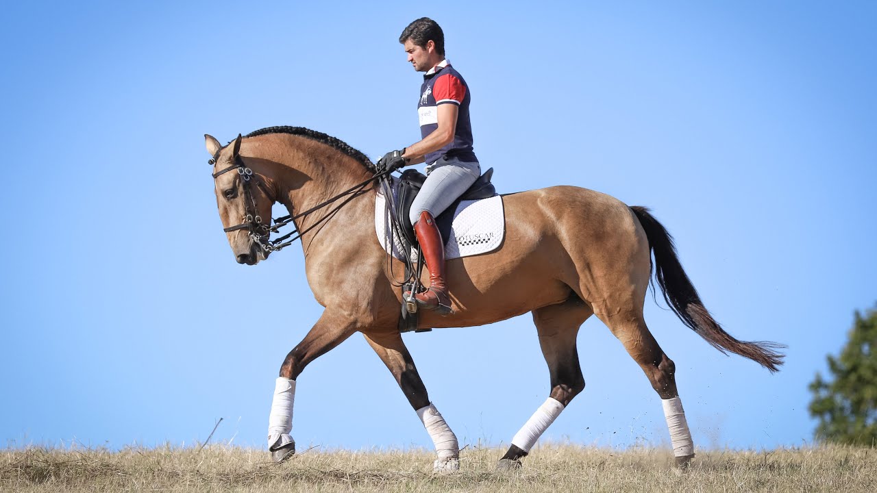 **SOLD**  Golden cross-breed Lusitano Mare - ideal for amateur riders (REF