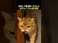 外泊して翌日帰ってきたらめちゃくちゃ怒る猫