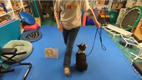 Rally - #35 - Call Front - Return to Heel