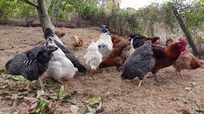 Xotinlari mushuk ikki xoroz Xotinlari mushuk ikki xoroz