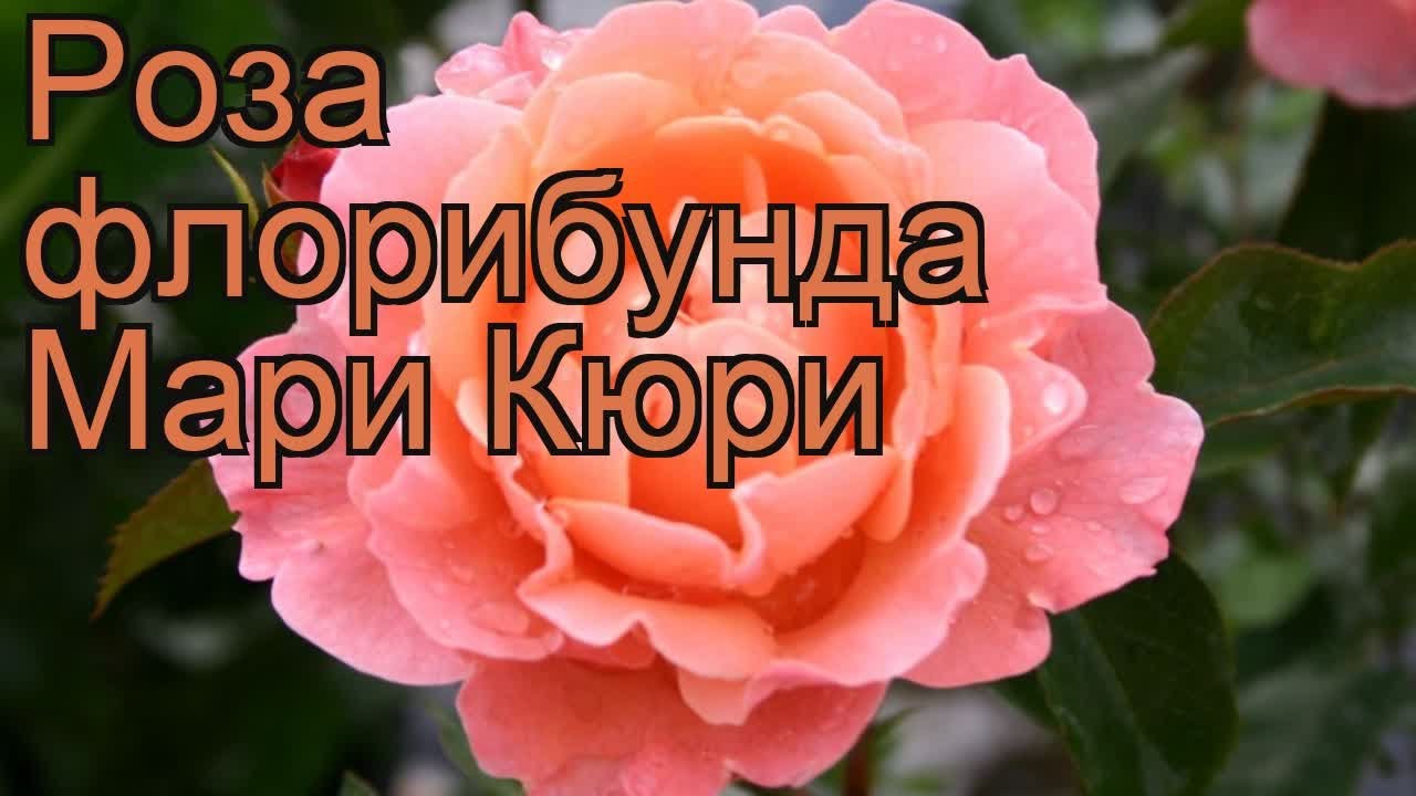 Роза Мари Кюри Фото