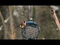 the harmony between goldfinch, tits und siskin birds, lots of colors, lots of wild birds 2021