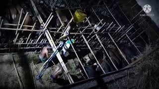 pengiriman sapi dengan kapal laut