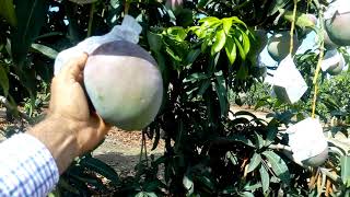 Cosecha de mango KENT. PERU. 26-02-2019
