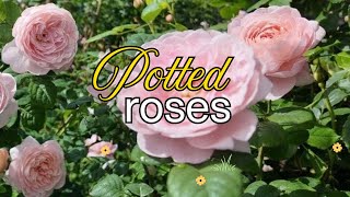 How to plant roses in pots (So simple anyone can do it!)🌹