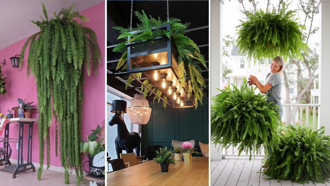 403 Ideas para decorar con la planta HELECHO y como CUIDARLOS