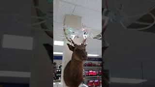 How reindeer really fly