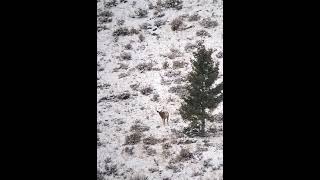 Idaho Mule Deer Buck in November