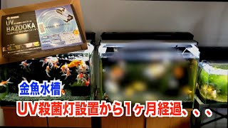 【金魚水槽】UV殺菌灯設置から1ヶ月。経過報告です。