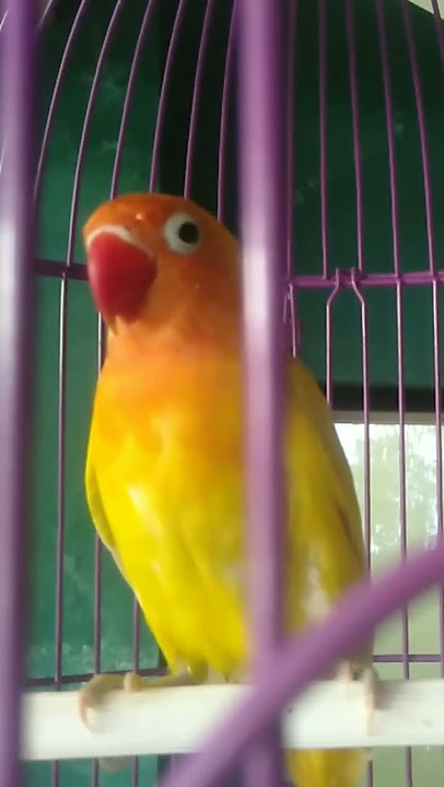 suara lovebird betina memanggil jantan