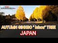 Autumn ginkgo tree  ichou tree in japan sakuralakwachera9382