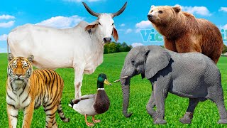 Fatos sobre Animais - vaca, cão, pato, elefante - Som dos Animais