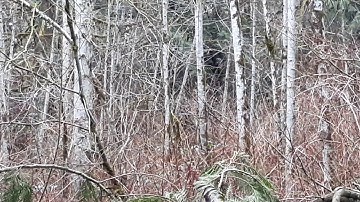 Catching Bigfoot on camera for the doubters that now will share after seeing this video of facts.