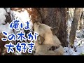 約1ヶ月ぶりの熊猟は車では近づけない原生林