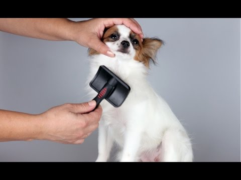 Curso CPT Tosas em Cães e Gatos e Acidentes em Pet Shop