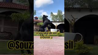 🇧🇷 SOUZA AGRO BRASIL 🐎
