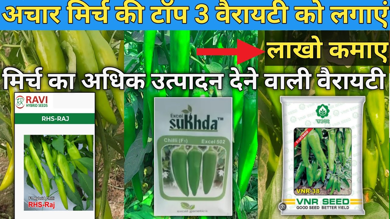 अचार मिर्च की टॉप वैरायटी l Ravi ki Achar mirch l Excel ki 502 Achar Mirch l VNR 38