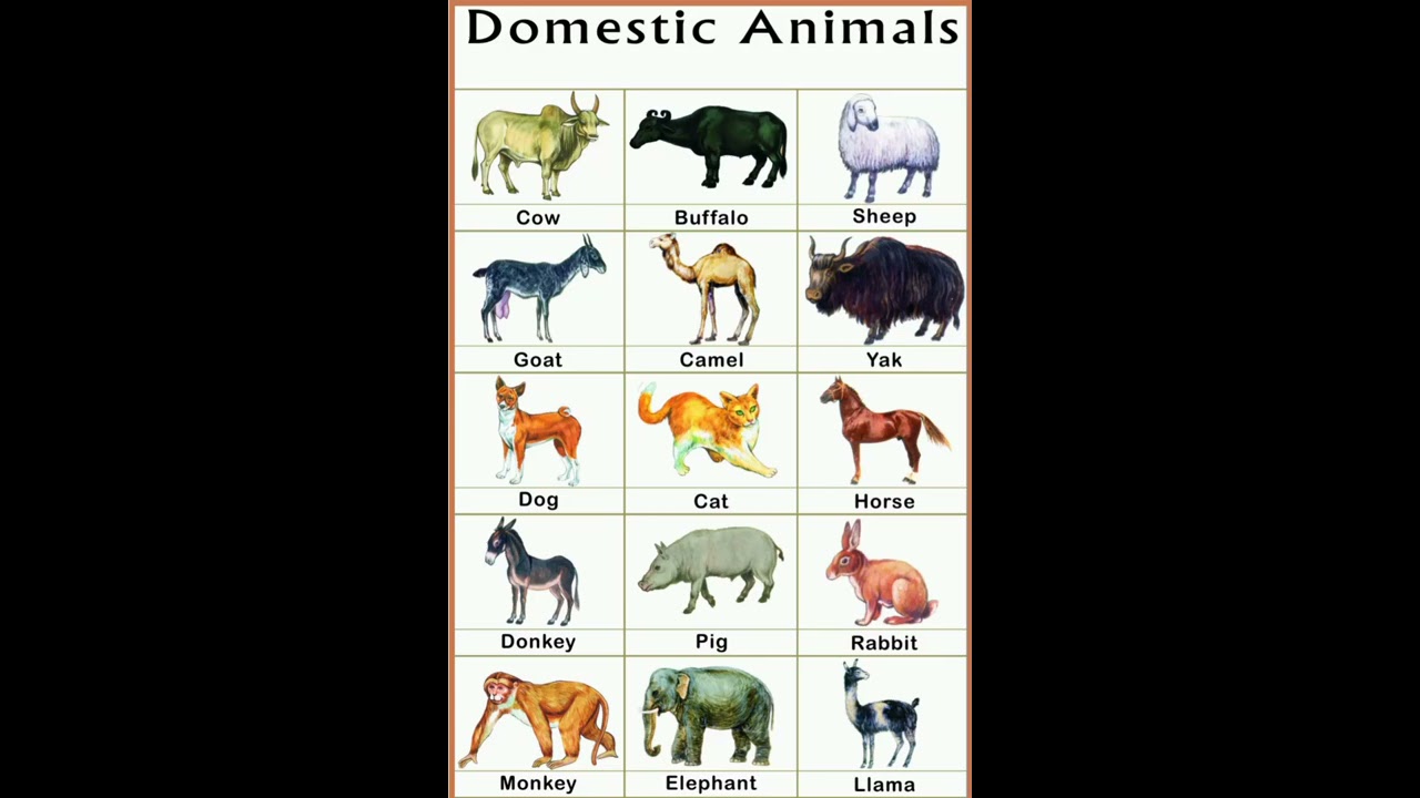 Domestic Animals Name