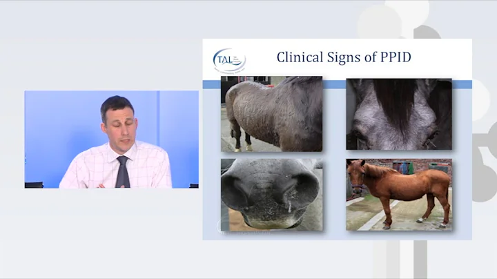 How to spot Equine Cushing's disease