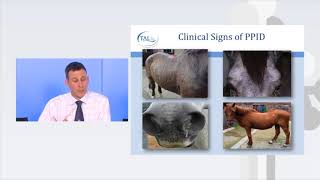 How to spot Equine Cushing's disease