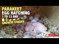 PARAKEET EGG HATCHING