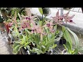 COMO CULTIVAR ORQUIDEAS ONCIDIUM BRASSIA MILTASSIA-(hibridos)