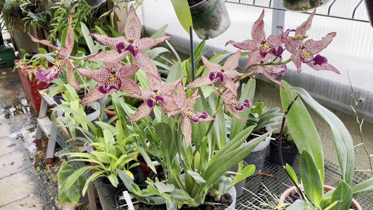 COMO CULTIVAR ORQUIDEAS ONCIDIUM BRASSIA MILTASSIA-(hibridos)