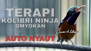 🔵TERAPI KOLIBRI NINJA BAHAN OMYOKAN AUTO NYAUT DENGAN AUDIO JERNIH COCOK BUAT DONGKRAK BIRAHI KONIN